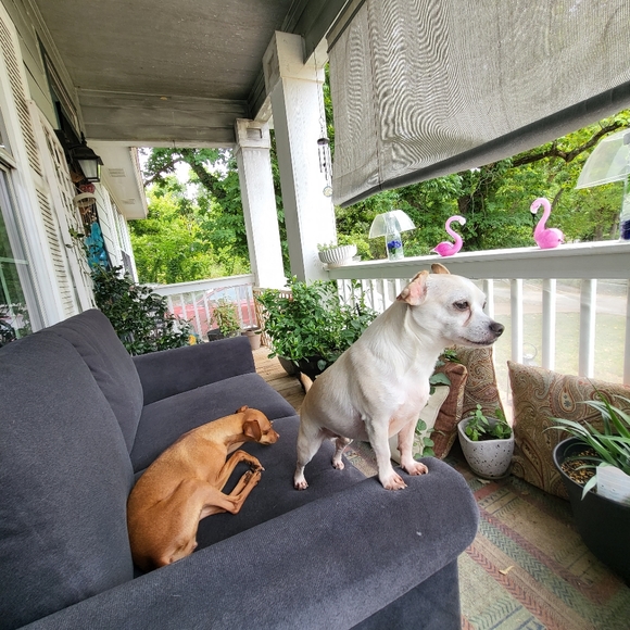 Meet your Posher, Christina - Picture 2 of 2